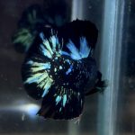 betta52