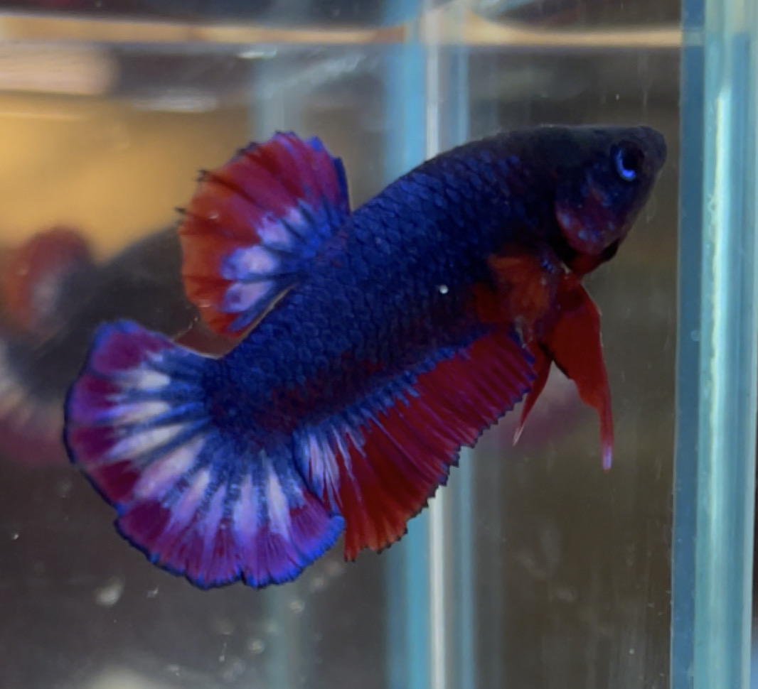 betta51