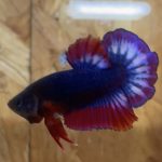 betta51