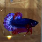 betta51