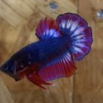 betta51