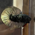 betta50
