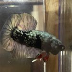 betta50