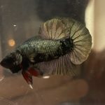 betta50