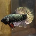 betta50