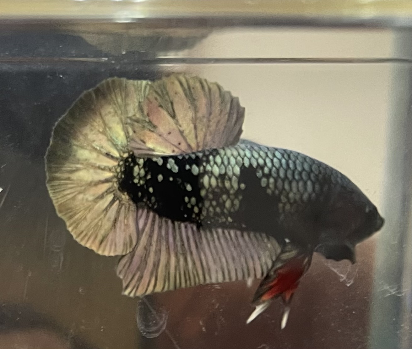 betta50