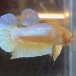 betta49