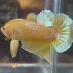 betta49