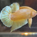 betta49