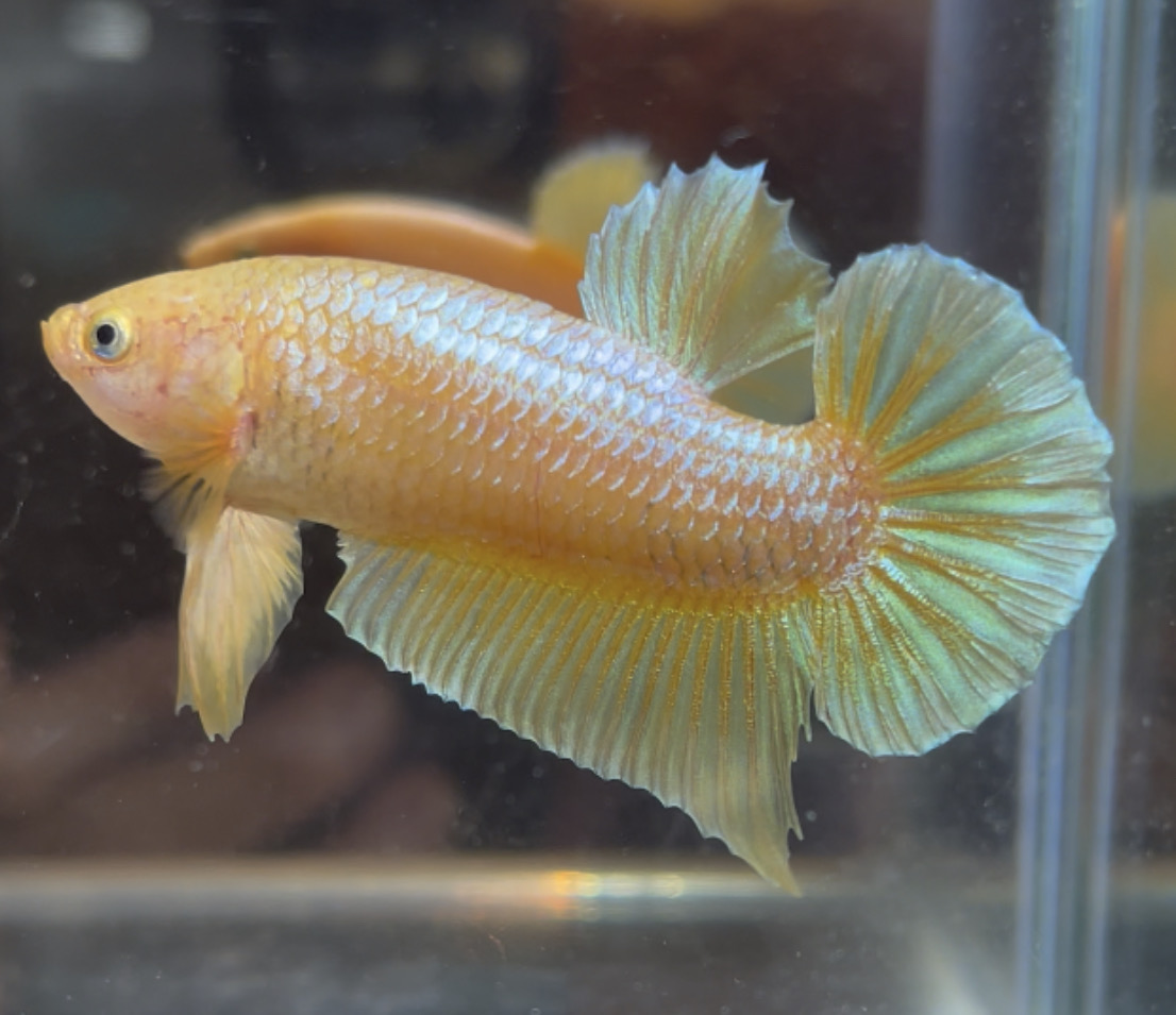 betta49
