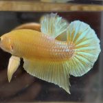 betta49