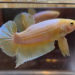 betta49