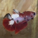 betta47