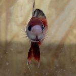 betta47