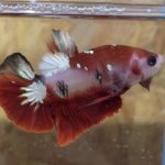 betta47