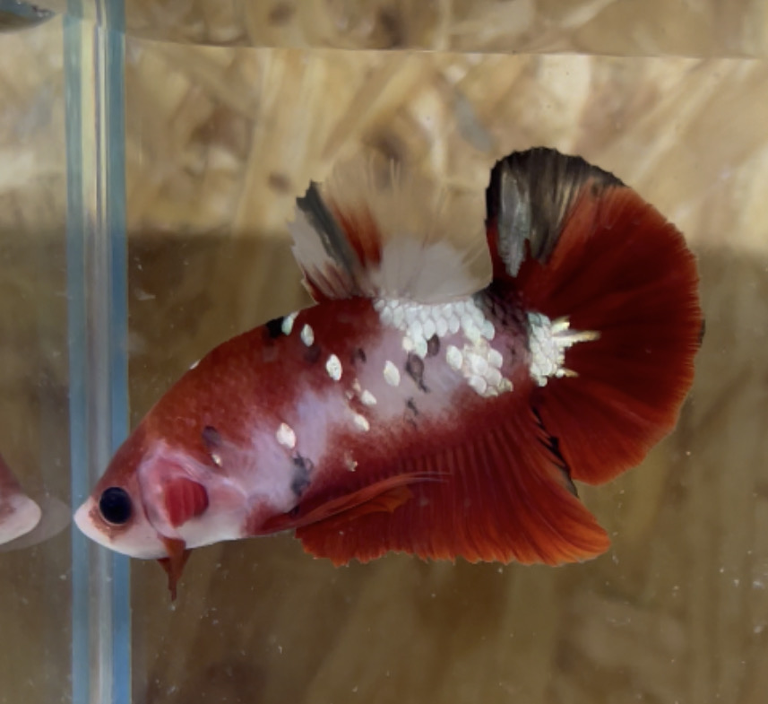 betta47