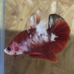 betta47