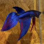 betta48