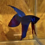 betta48
