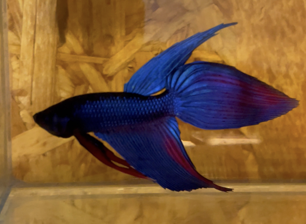 betta48