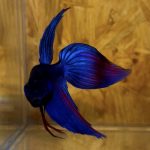 betta48
