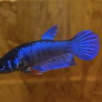betta48