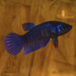 betta48