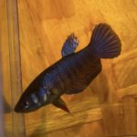 betta48