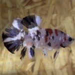 betta46
