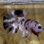 betta46
