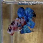 betta45