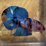 betta45