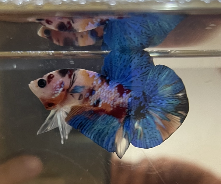 betta45