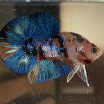 betta45