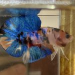 betta45