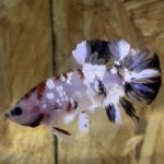 betta46