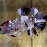 betta46