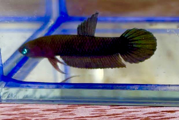 betta59