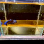 betta60