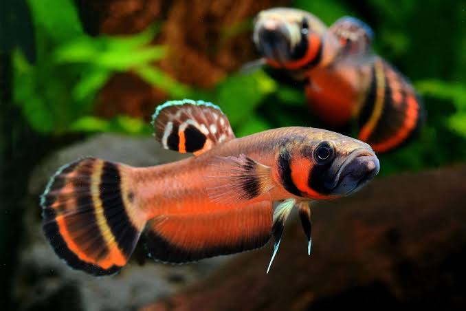 betta57