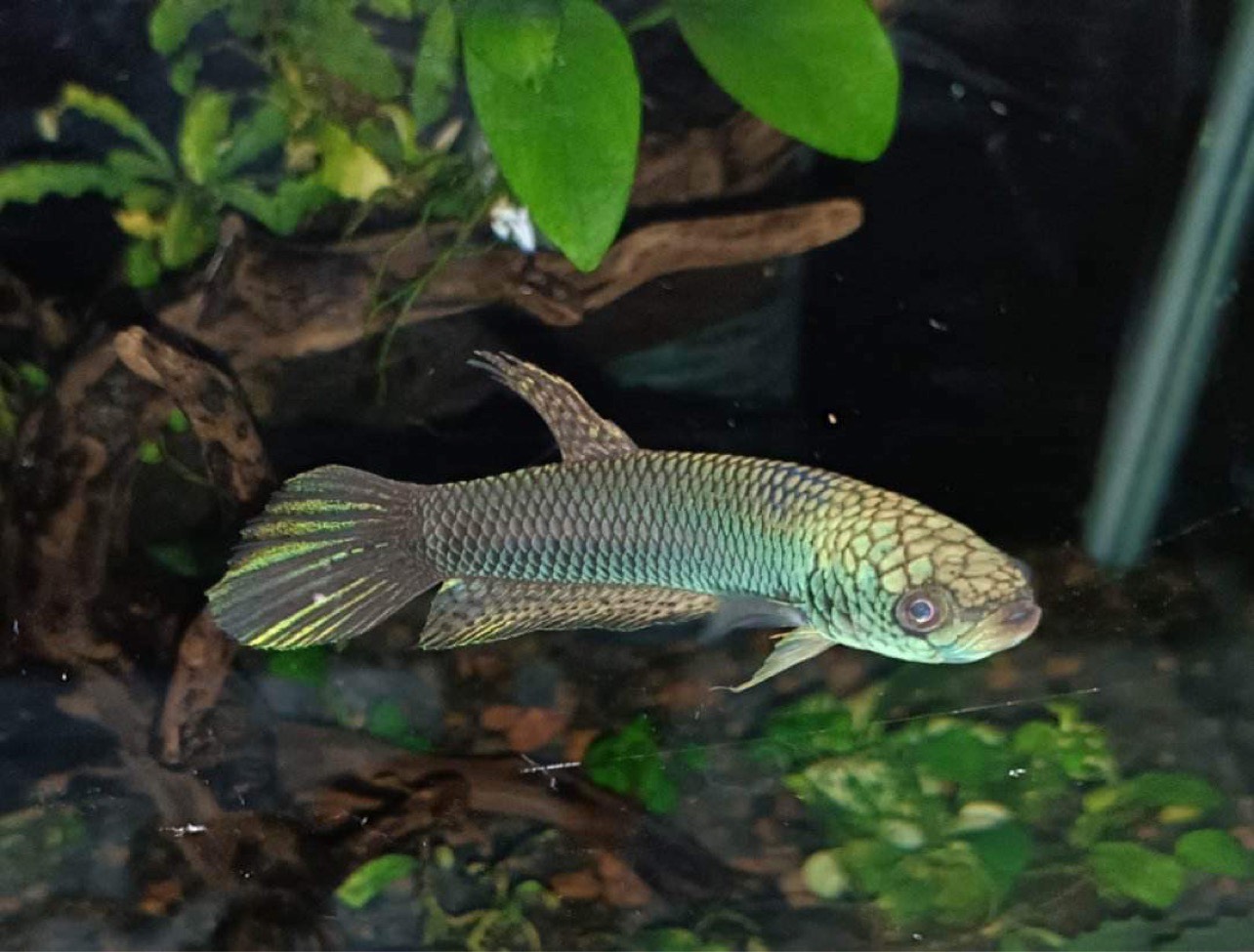 betta64
