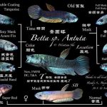betta67