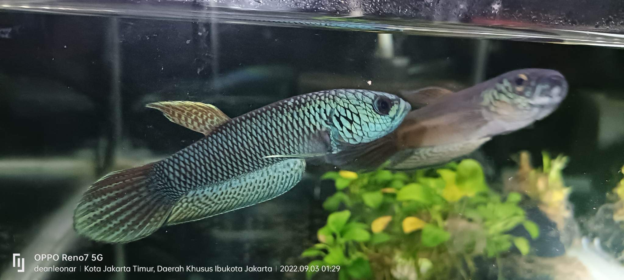 betta66