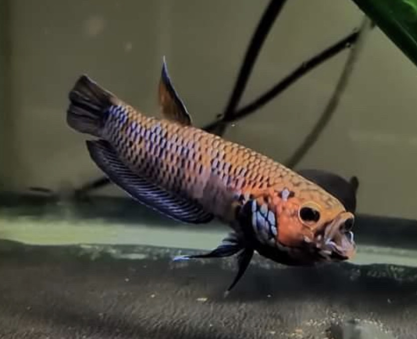 betta56