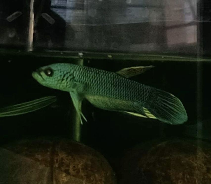 betta67