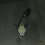 betta67