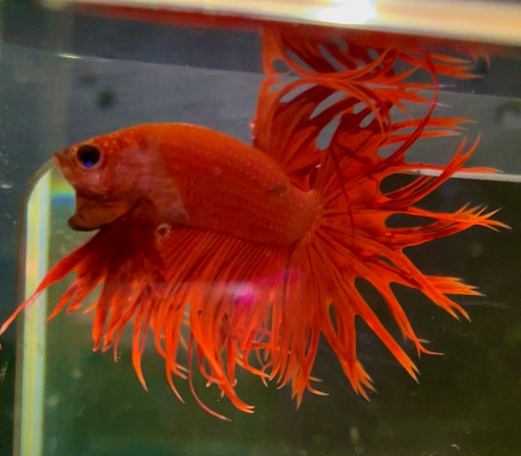 betta71
