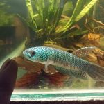 betta95