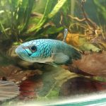 betta95
