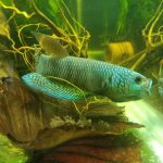 betta95